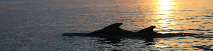 Troms Region North Norway Whale Watching
